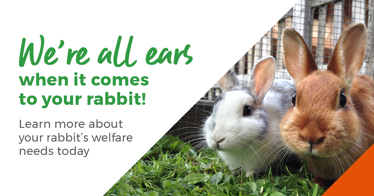 Learn more about your rabbits welfare