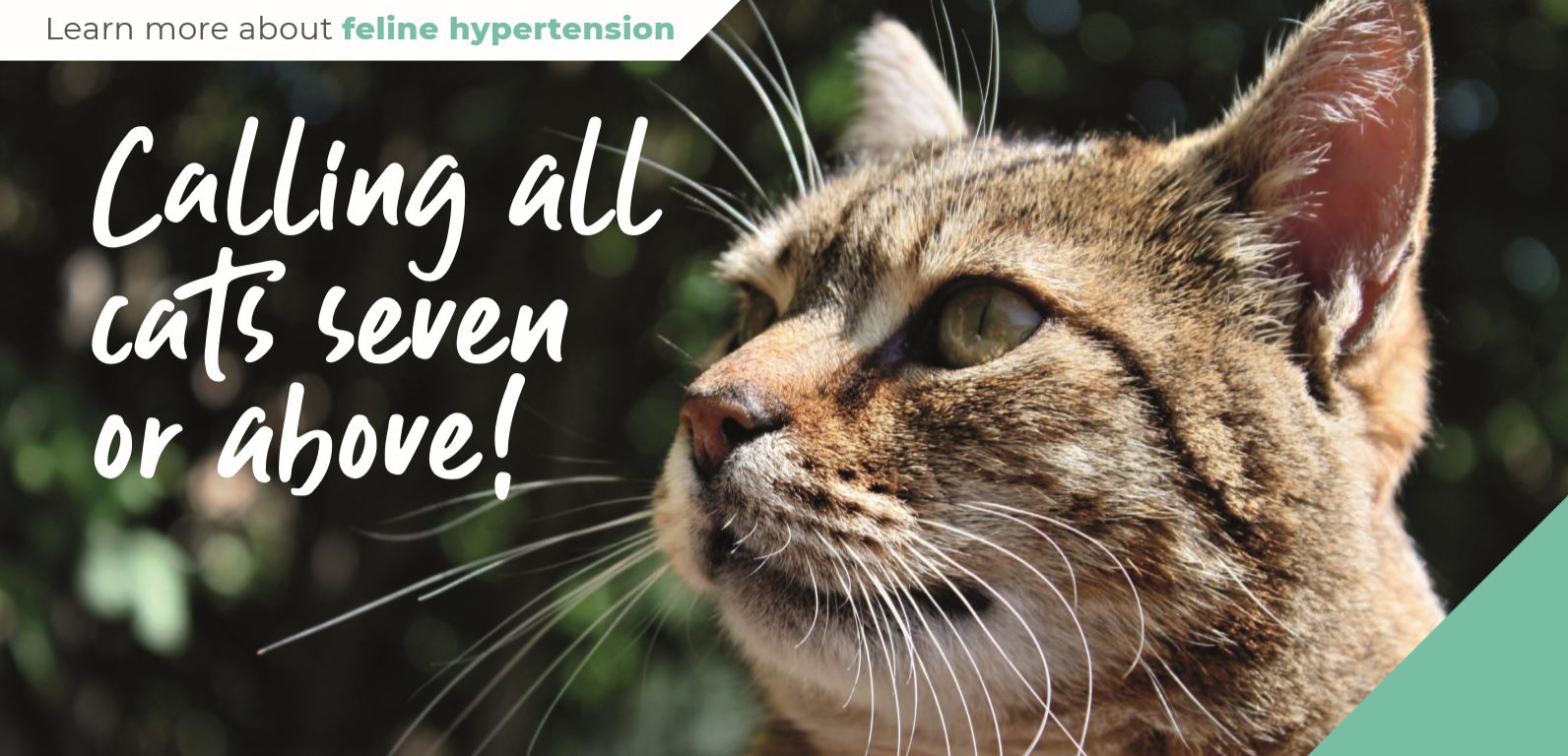 Calling all cats aged seven and above