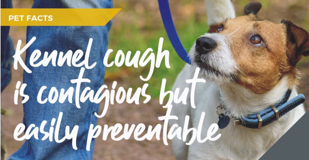 Kennel cough myths and facts