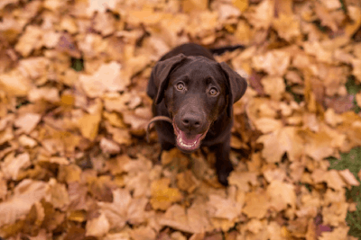 Autumn dangers for dogs - Chocolate lab in Autumn leaves