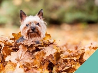 Boundary Vets looks at Autumn Dangers