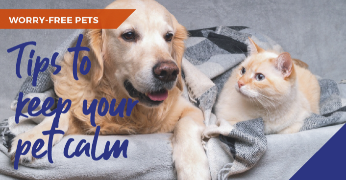 Top tips to calm an anxious and stressed pet