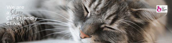 stress in cats - cat friendly clinic in abingdon