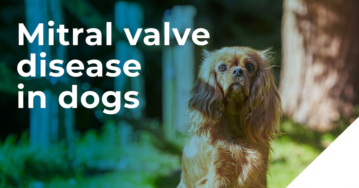 Mitral valve disease in dogs