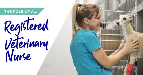 The role of a registered veterinary nurse