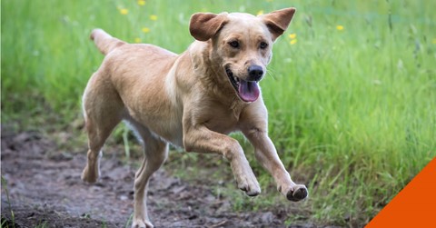 dog-running-derm