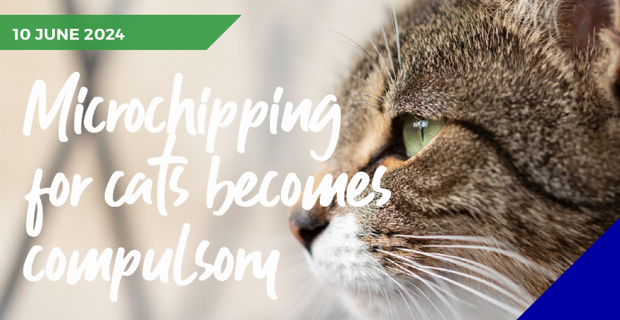 Microchipping infographic