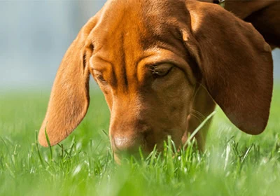 A dog sniffing grass