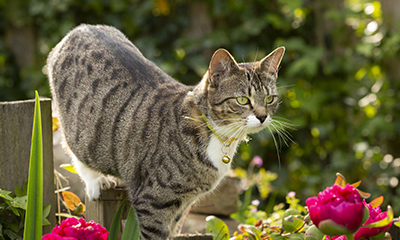 Tabby cat in flowers