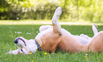 Dog rolling in grass