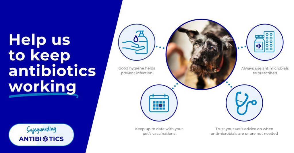 Infographic with advice on using antibiotics responsibly