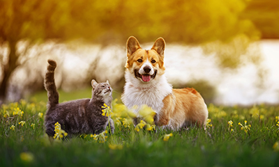 A cat and a dog standing on a sunny field