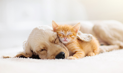 Dog and kitten sleeping together