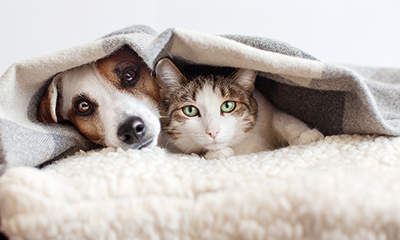 A cat and a dog lying under a blanket