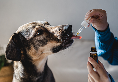 A dog being given medication via pipette
