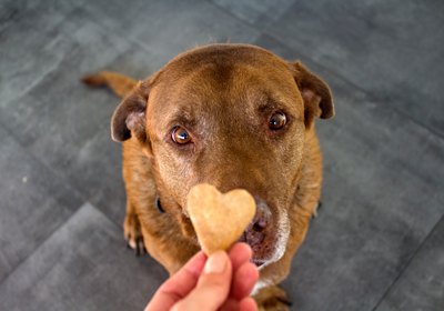 A dog looking up at a heart shaped biscuit