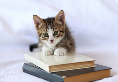 Cat lying on a pile of books