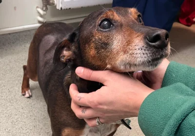 Rusty the dog being comforted