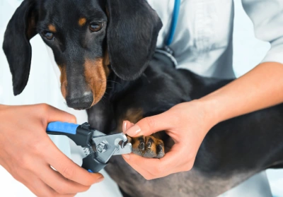 A dog having his claws clipped